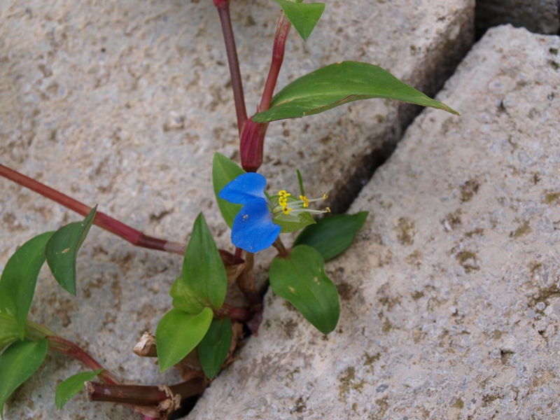 Commelina communis / Erba miseria asiatica